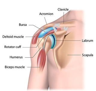 Illustration for article titled Shoulderlopnik